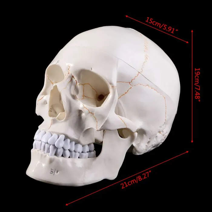 Skull life sized human medical training model ShhhOb Male Sex Toys Skull life sized human medical training model ShhhOb Male Sex Toys