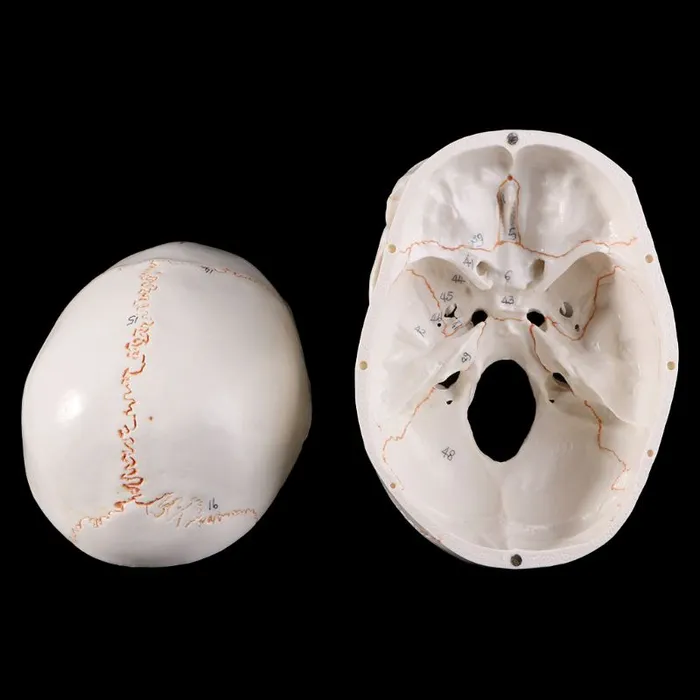 Skull life sized human medical training model ShhhOb Male Sex Toys Skull life sized human medical training model ShhhOb Male Sex Toys