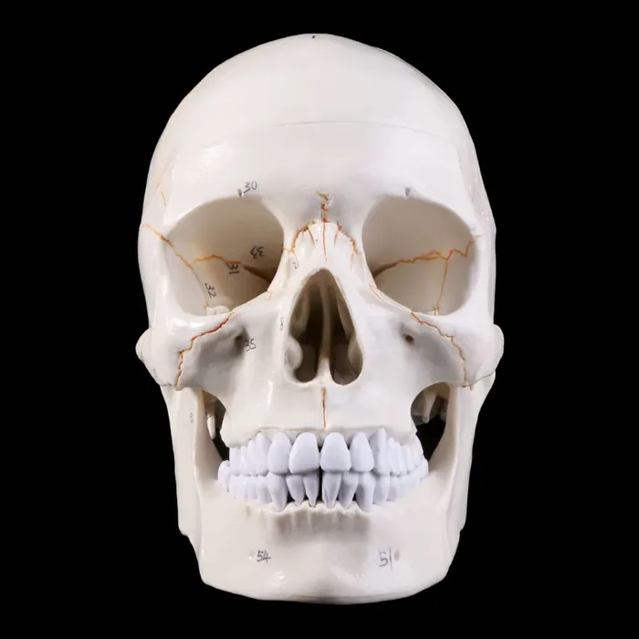 Skull life sized human medical training model ShhhOb Male Sex Toys Skull life sized human medical training model ShhhOb Male Sex Toys