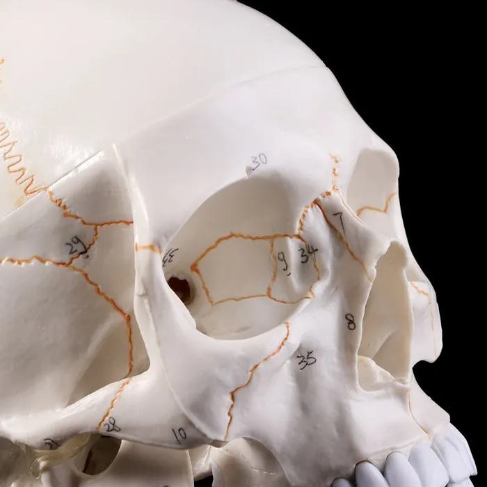 Skull life sized human medical training model ShhhOb Male Sex Toys Skull life sized human medical training model ShhhOb Male Sex Toys