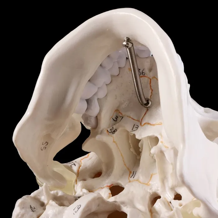 Skull life sized human medical training model ShhhOb Male Sex Toys Skull life sized human medical training model ShhhOb Male Sex Toys