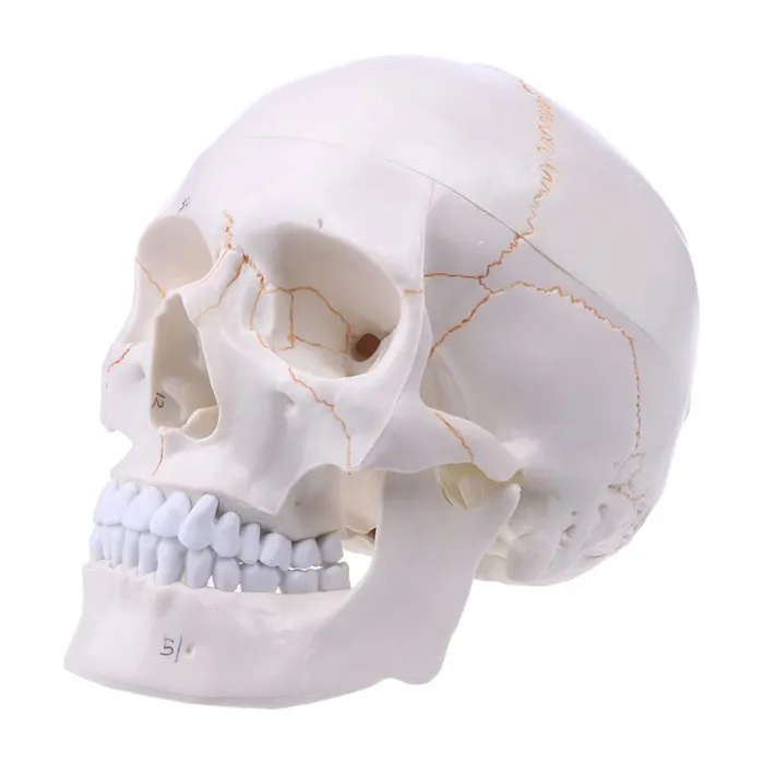 Skull life sized human medical training model ShhhOb Male Sex Toys Skull life sized human medical training model ShhhOb Male Sex Toys